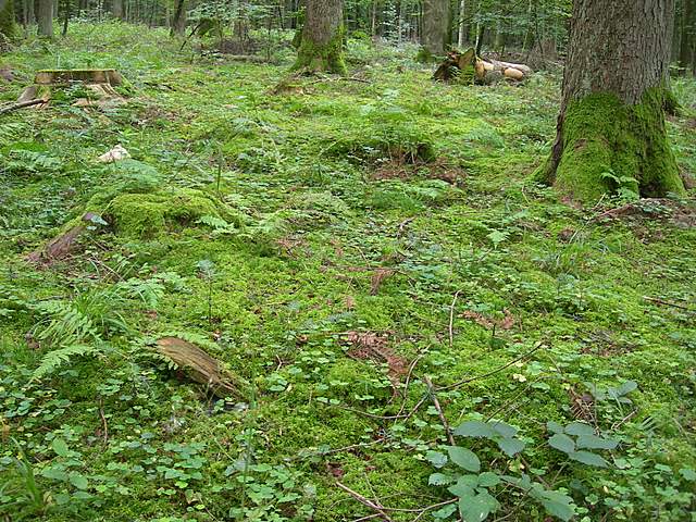 Galerine e Habitat